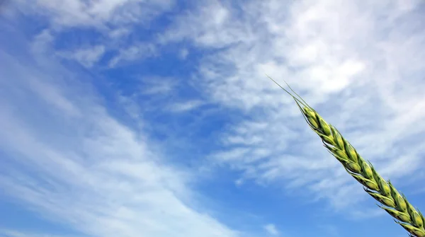 绿色小麦耳朵和天空作为背景 — 图库照片