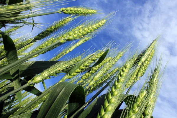 Některé zelená pšenice uši a obloha — Stock fotografie