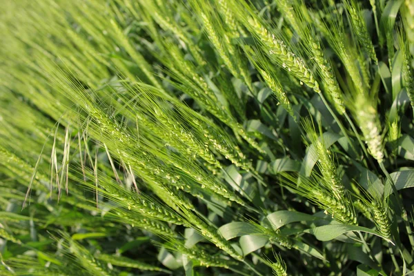 Зелений Пшеничні колоски — стокове фото