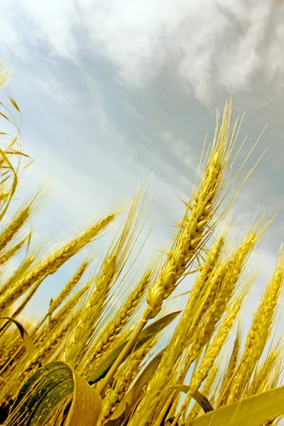 小麦的耳朵的抽象视图 — 图库照片