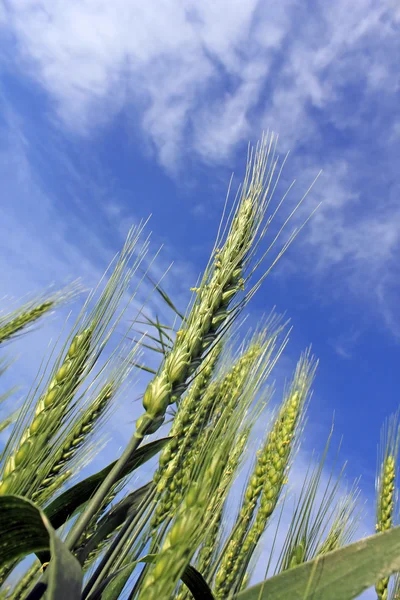 Zielony kłos pszenicy w ręku i niebo — Zdjęcie stockowe