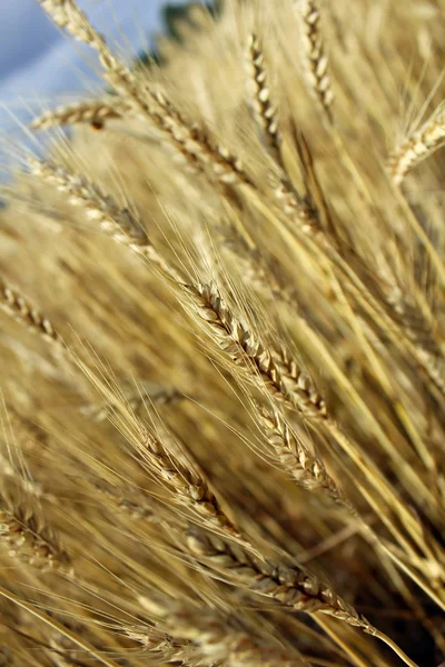 Hasattan önce altın buğday kulaklar — Stok fotoğraf