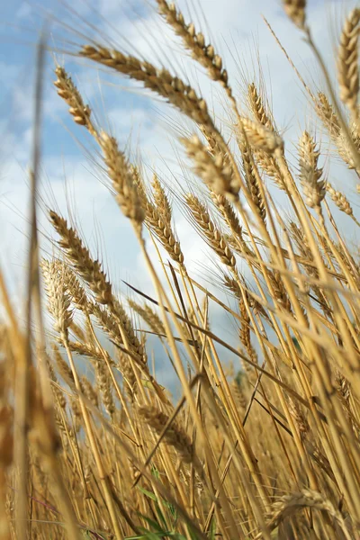 Золоті пшеничні вуха перед врожаєм — стокове фото