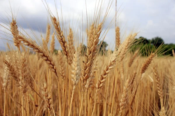 Pšenice Golden uši před sklizní — Stock fotografie