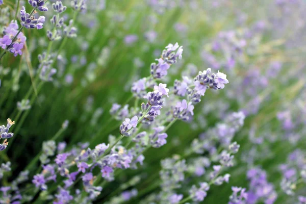 Stock image Purple lavender