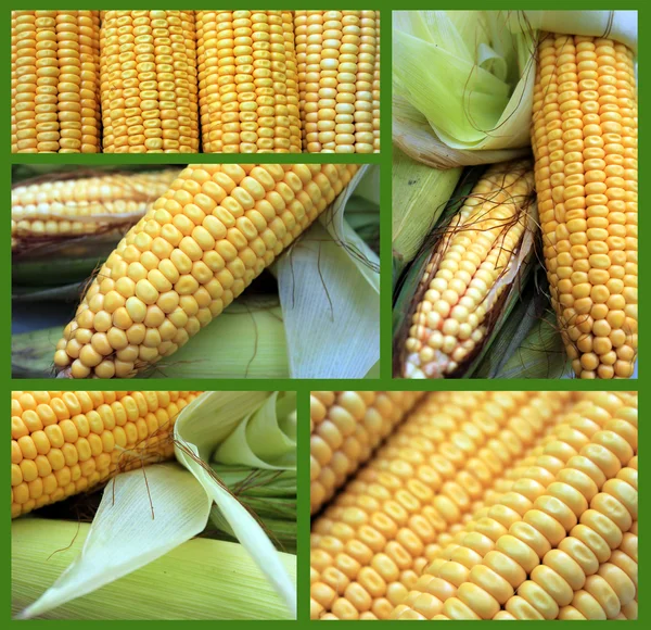 Kukurydza kolaż — Zdjęcie stockowe