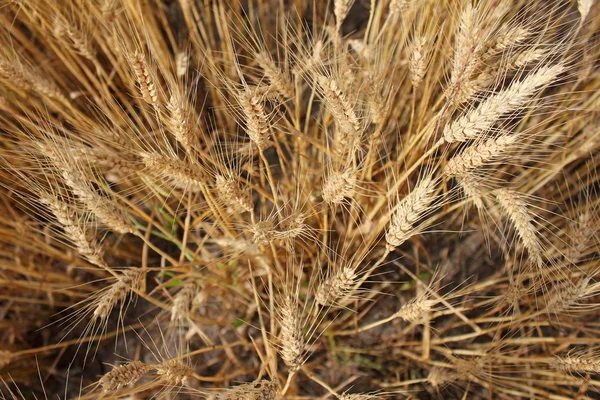 Goldene Weizenähren vor der Ernte — Stockfoto
