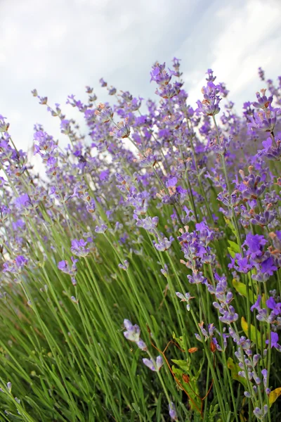 Purple lavender — Stock Photo, Image