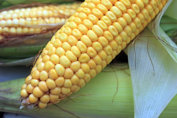 Mais aus nächster Nähe — Stockfoto