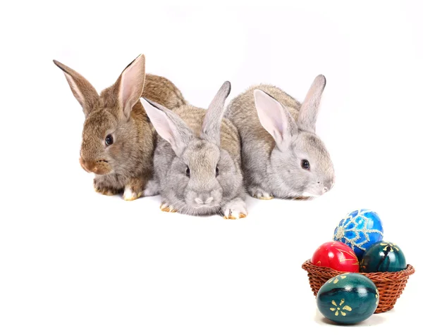 Pasen konijnen — Stockfoto
