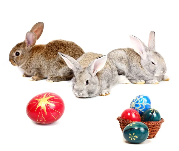 Easter rabbits — Stock Photo, Image