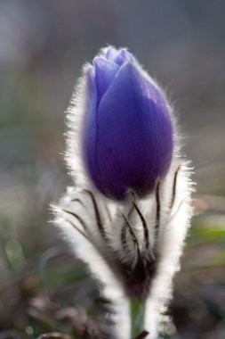 Pulsatilla