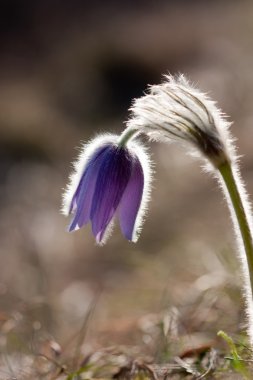 Pulsatilla