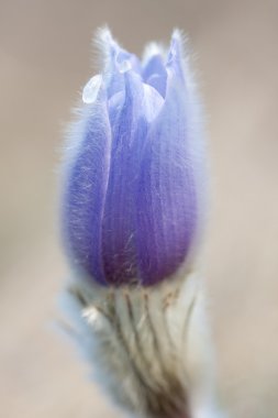 Pulsatilla