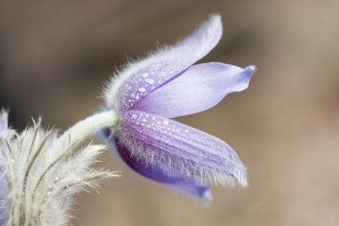 Pulsatilla