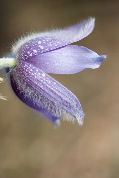 stock image Pulsatilla