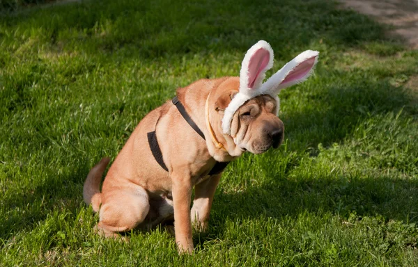 Easter dog — Stock Photo, Image
