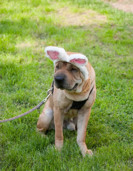 stock image Easter dog