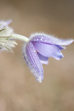 Pulsatilla