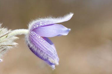 Pulsatilla