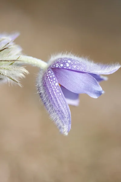 stock image Pulsatilla