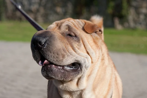 Портрет собаки Шарпей — стоковое фото
