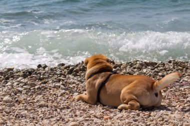 sharpei Beach