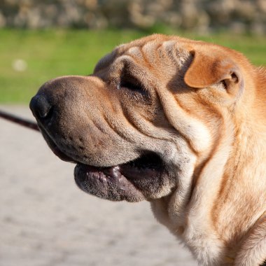 sharpei köpek portre