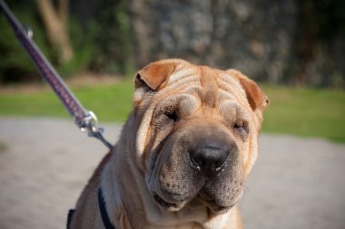 sharpei köpek portre