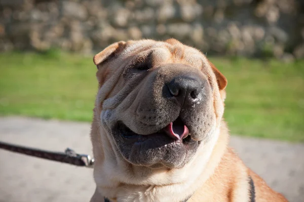 Sharpei pies portret — Zdjęcie stockowe