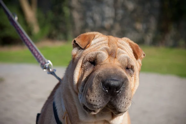 Retrato de perro Sharpei — Foto de Stock
