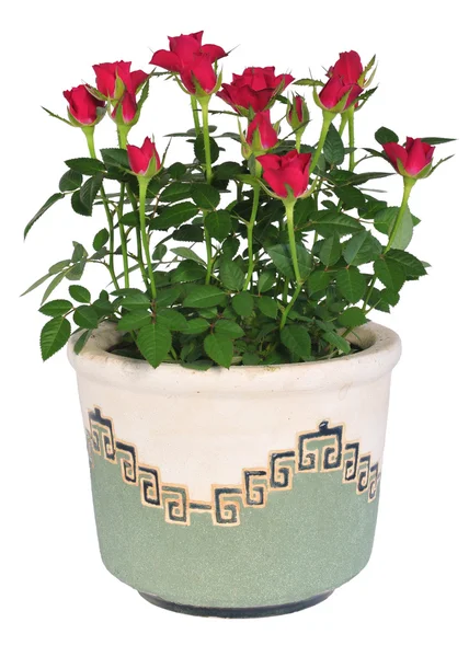 Blossoming rose plant in flowerpot — Stock Photo, Image