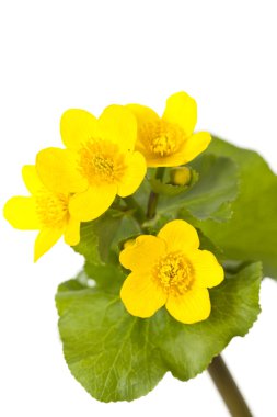 Marsh Marigold clipart