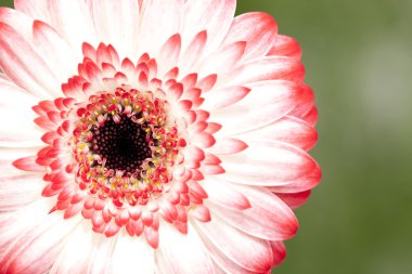 Gerbera