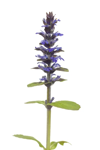 Flower ajuga — Stock Photo, Image