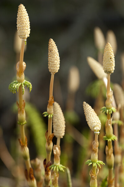 Horsetail