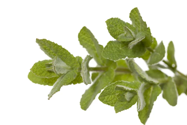 Fresh mint — Stock Photo, Image