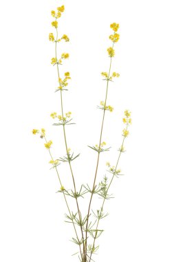 Galium verum clipart