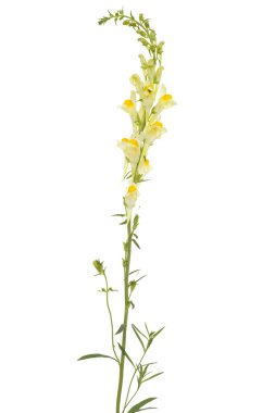 Linaria vulgaris