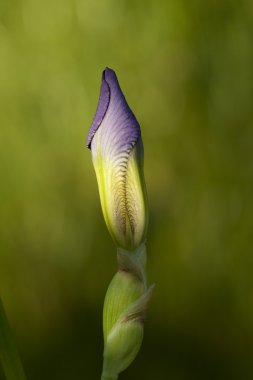 Bud Iris