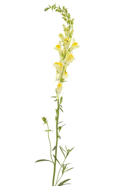 Linaria vulgaris — Fotografia de Stock