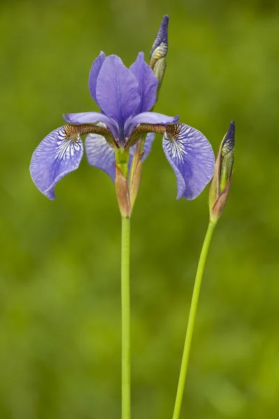Blomma iris — Stockfoto
