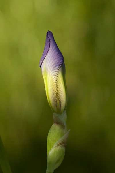 Iris de bourgeon — Photo