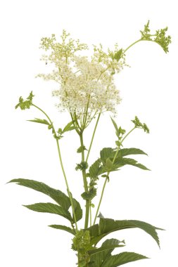 Filipendula ulmaria