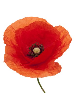 Red poppy clipart