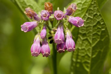 Symphytum officinale clipart