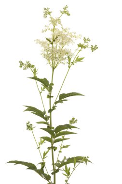 Filipendula ulmaria