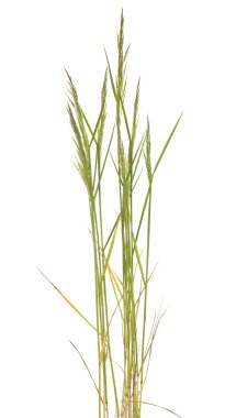 POA trivialis