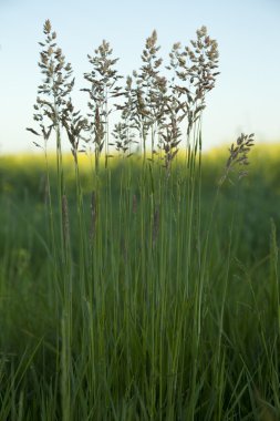 POA pratensis