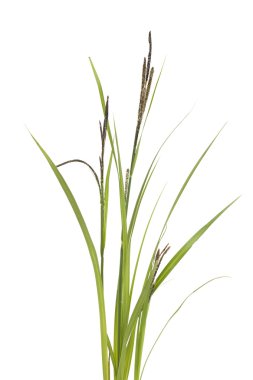 Grass sedge clipart